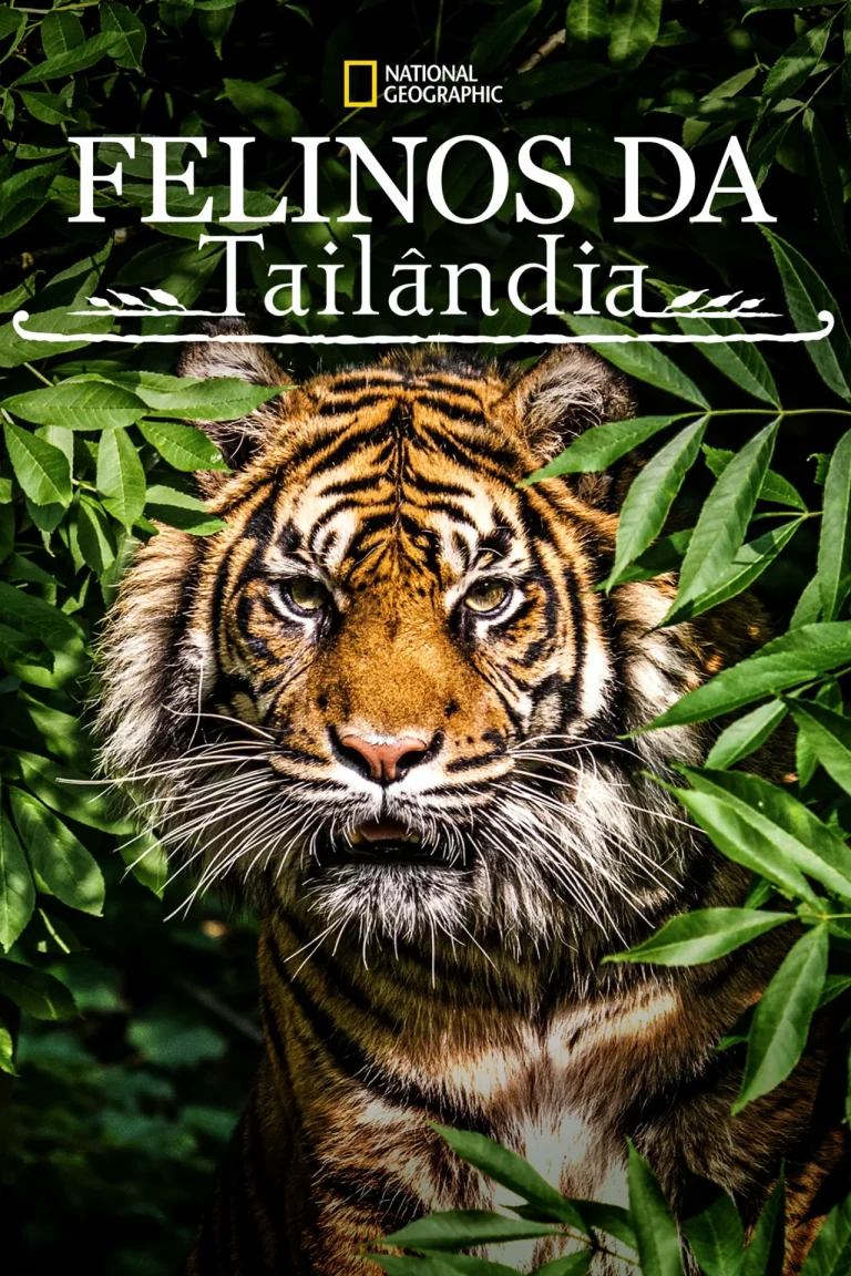 ดูหนัง Thailands Wild Cats (2021) เต็มเรื่อง